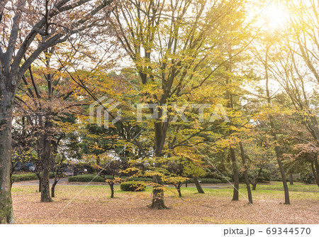 [東京・代々木] 秋の紅葉の黄色に染まった代々木公園の森。 69344570