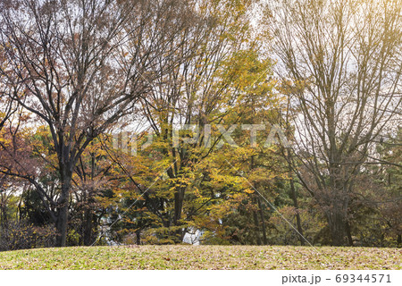 [東京・代々木] 秋の紅葉の黄色に染まった代々木公園の森。 69344571