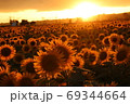 ひまわりと夕焼け 69344664