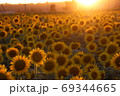 夕日といっぱいのヒマワリ 69344665
