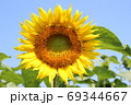 凛と咲くひまわり-2019- 69344667
