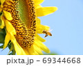 蜜蜂と向日葵-2019- 69344668