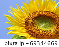 向日葵-2019- 69344669
