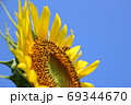向日葵と蜜蜂 69344670