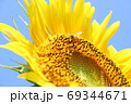 花粉を採取するみつばちと向日葵 69344671