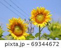 向日葵と電線 69344672
