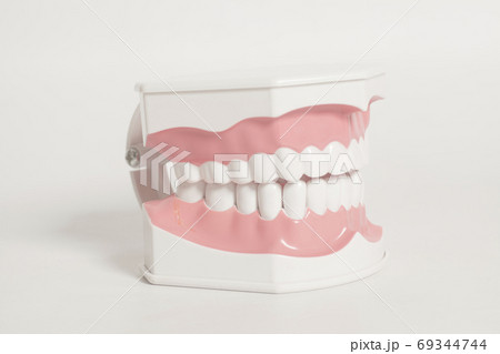 Dental human teeth model Dental human teeth model 69344744