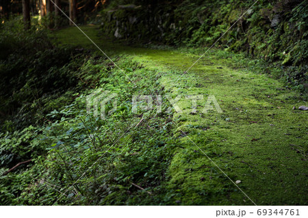 苔生した山道 -別子銅山 東平- 69344761