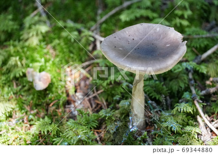 A single mushroom with copy space photo. 69344880