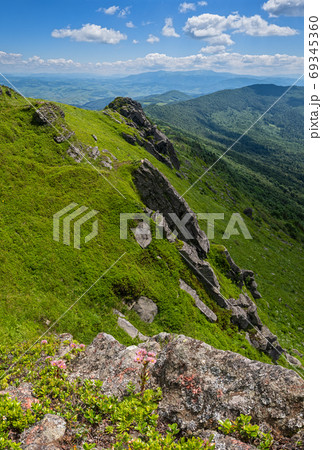 Pink rose Sempervivum Arachnoideum succulent flowers on summer m 69345360