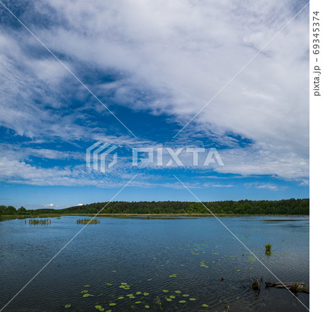 Summer lake overgrown with bulrushes and reed Summer lake overgrown with bulrushes and reed 69345374
