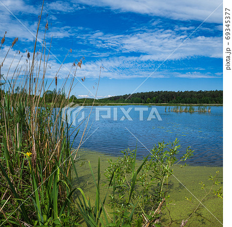 Summer lake overgrown with bulrushes and reed 69345377