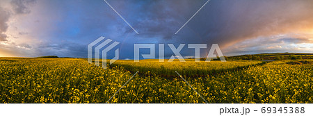 Spring rapeseed yellow blooming fields Spring rapeseed yellow blooming fields 69345388