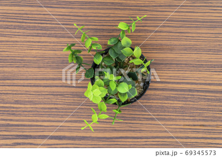 Green potted plants for decoration isolated on a brown zebra wood table 69345573