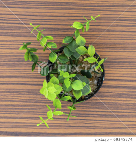 Green potted plants for decoration isolated on a brown zebra wood table Green potted plants for decoration isolated on a brown zebra wood table 69345574