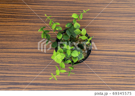 Green potted plants for decoration isolated on a brown zebra wood table 69345575