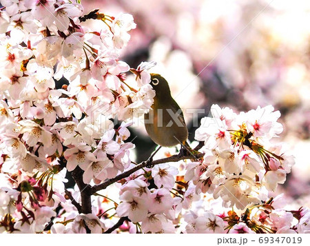 桜の花をついばむ可愛い小鳥のメジロの写真素材