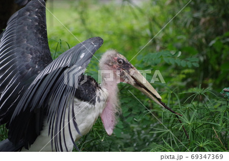 ちょっと不気味なアフリカハゲコウの写真素材