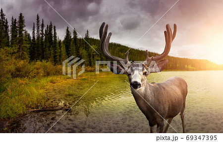 A male Deer in Canadian Nature during colorful Fall Season. 69347395