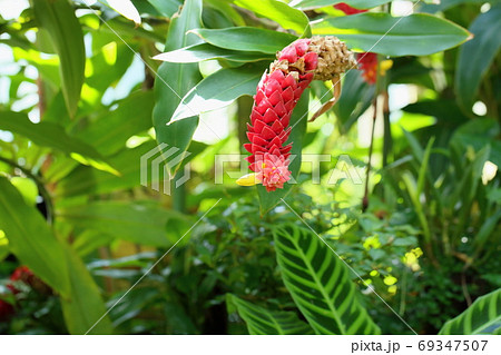 コスタスコモサスの花 コスタスコモサスの花 69347507