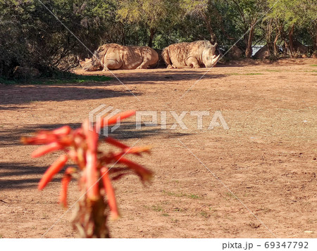 Two beautiful rhinos sitting. High quality photo Two beautiful rhinos sitting. High quality photo 69347792