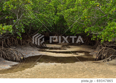 吹通川のヒルギ群落 石垣島 の写真素材