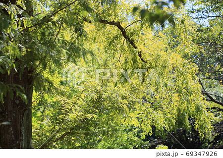 初秋のメタセコイア 69347926
