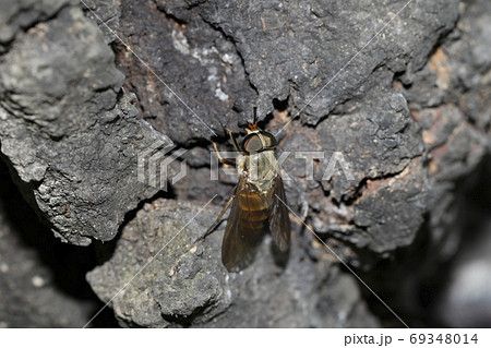 ウシアブ ウシアブ 69348014