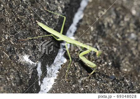 オオカマキリの幼虫 オオカマキリの幼虫 69348028