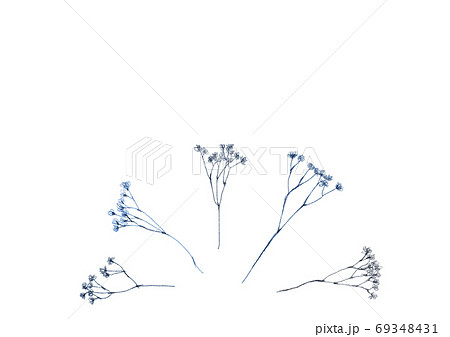 Dried Flower Decoration Set Of Haze Grass Stock Illustration