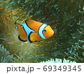 ニモ 69349345