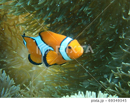 ニモ 69349345