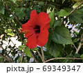 ハイビスカス 69349347