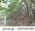 マングローブ 69349389