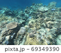 珊瑚 69349390