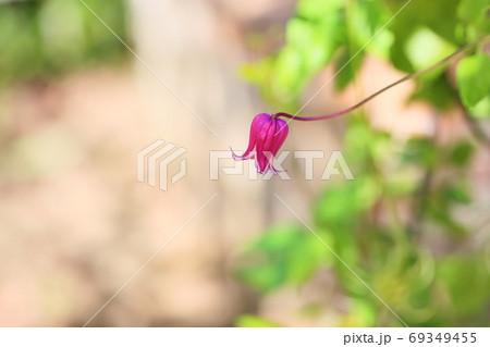 クレマチスの花 玉かずらの写真素材