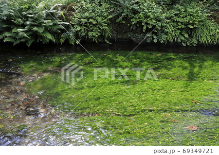 醒ヶ井の梅花藻 69349721