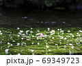 醒井梅花藻の花 69349723