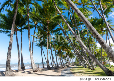 パームコーブ、椰子の木並木 69350224