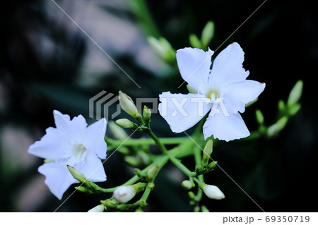 キョウチクトウ 69350719