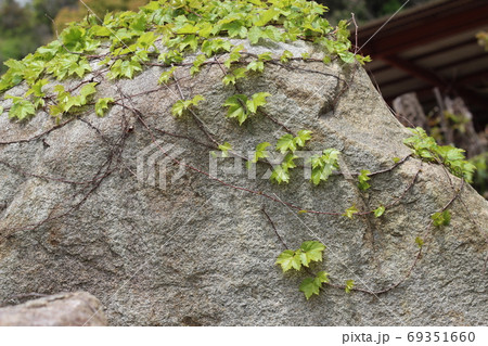 荒い岩肌 69351660