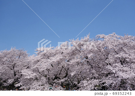 都立小金井公園の桜（たてもの園前広場） 69352243