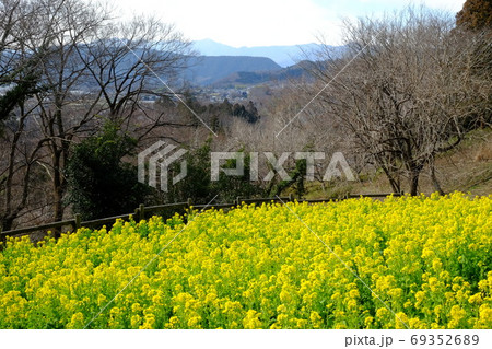 雑木林と菜の花畑　【相模原市津久井　2月】 69352689