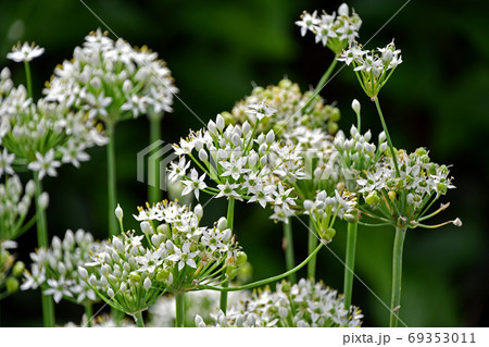 ニラの花 69353011