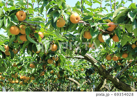 収穫前の梨 収穫前の梨 69354028