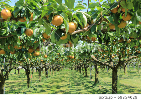 たわわに実った梨畑 たわわに実った梨畑 69354029