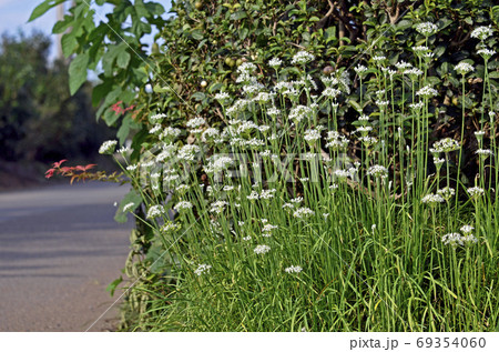 ニラの花 ニラの花 69354060