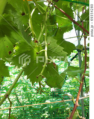 ぶどうのハクビシン被害 ぶどうのハクビシン被害 69354280