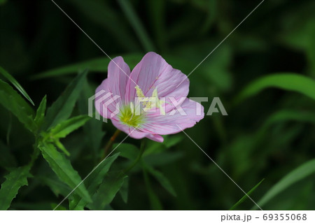 ヒルザキツキミソウのピンクの花 ヒルザキツキミソウのピンクの花 69355068