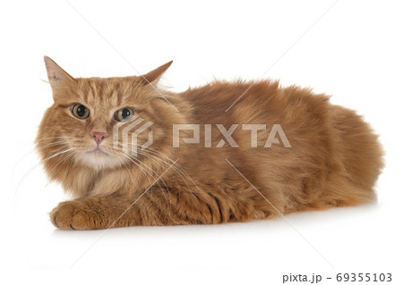 siberian cat in studio siberian cat in studio 69355103
